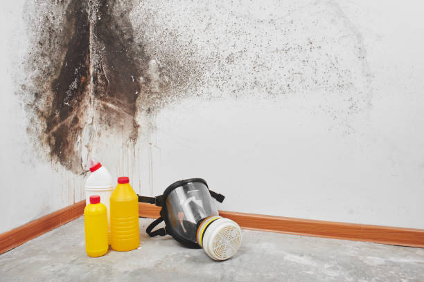 Best Attic Mold Removal  in Deatsville, AL
