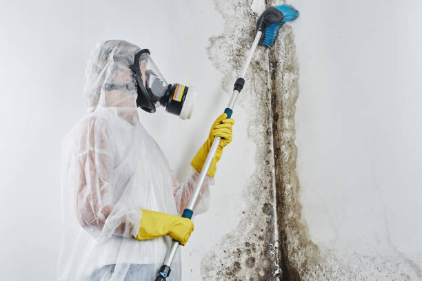 Office Mold Removal Services in Deatsville, AL