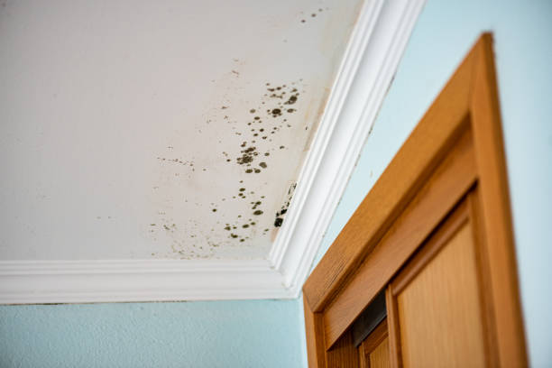 Best Toxic Mold Removal  in Deatsville, AL