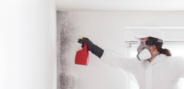 Best Local Mold Removal Service  in Deatsville, AL