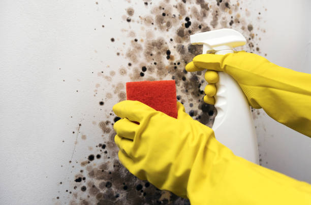 Best Home Mold Removal  in Deatsville, AL
