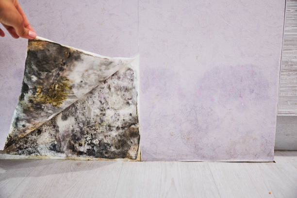 Best Black Mold Removal  in Deatsville, AL